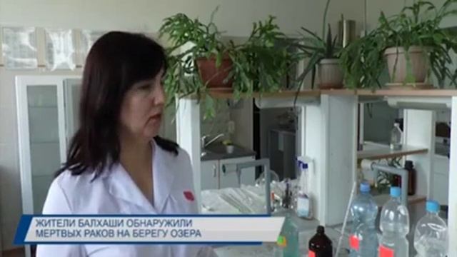 Местные жители обнаружили мёртвых раков на берегу озера Балхаш #нпцрх #наук смотреть онлайн
