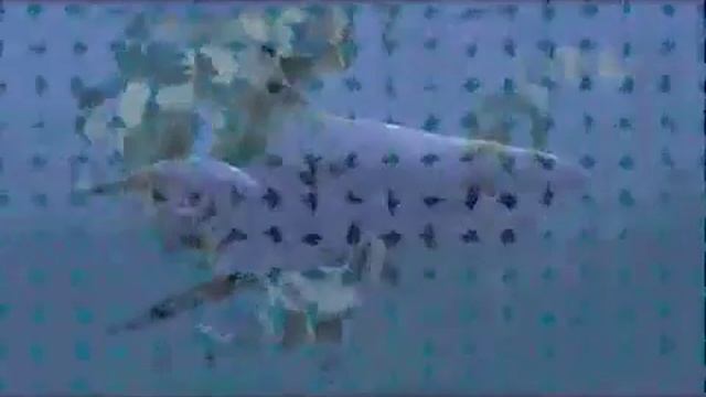 Carcharodon Megalodon vs Sarcosuchus Imperator смотреть онлайн