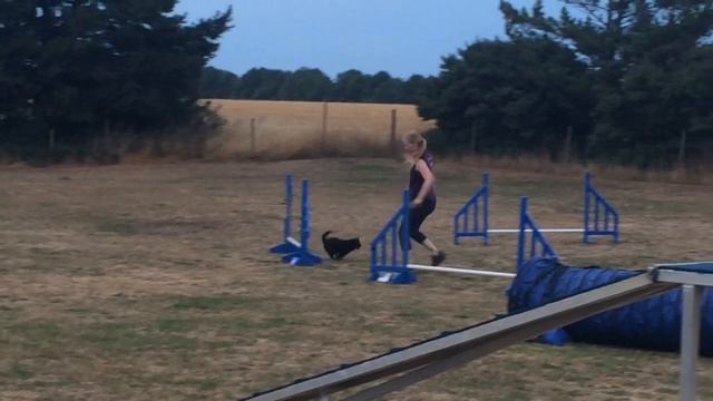 Hjertehund agility Leise's Chip med Michelle смотреть онлайн