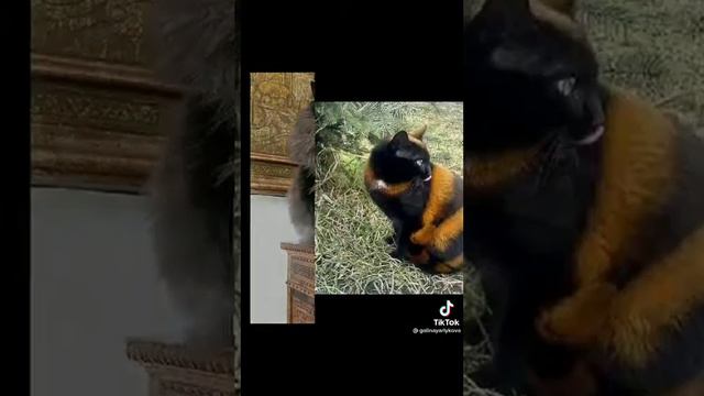 самые красивые и редкие кошки