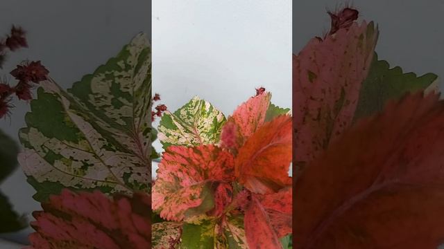 Acalypha wilkesiana plant leaf colour in summer | Copperleaf/Jacob’s coat plant смотреть онлайн