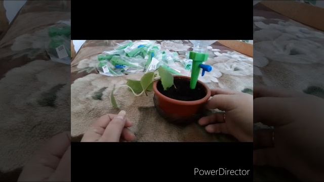 Капельный полив комнатных цветов. смотреть онлайн
