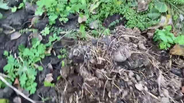 Фундук Кавказ смотреть онлайн