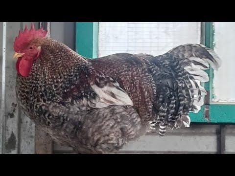 Нужен ПЕТУШОК в хозяйстве или нет смотреть онлайн