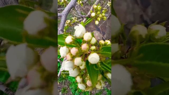 #яблони #природа #shorts смотреть онлайн