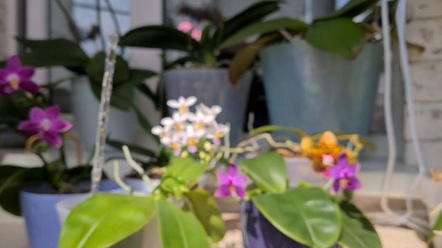 Цветущие ароматные азиатские орхидеи. Домашнее цветение лета! Эквестрис! смотреть онлайн