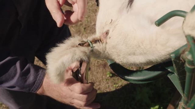 Lamb Marking Best Practice Series: Tail Docking with Rings смотреть онлайн