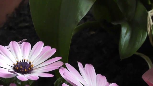Test video Panasonic HDC - SDX1 смотреть онлайн