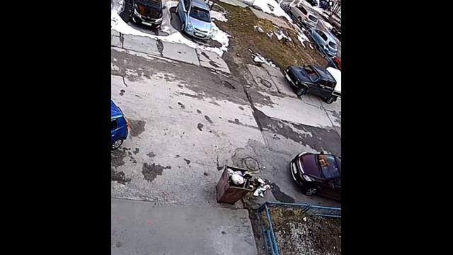 Бродячие собаки создают антисанитарию во дворе смотреть онлайн