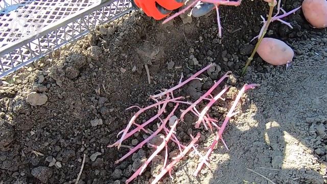 ? Посадка картофеля ростками ? Какие ростки картошки лучше всходят ? Опыт Гордеевых смотреть онлайн