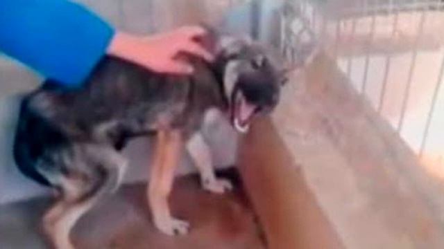 Ее погладили впервые в жизни! На это невозможно смотреть без слез! смотреть онлайн