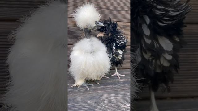 Мои любимые породы Курей. Кучерявый Падуан и Шёлковая Голошейка. А кто Вам больше нравится? Пишите⬇ смотреть онлайн