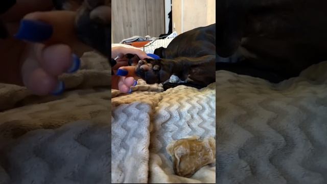 Собака не дает стричь когти? Выход есть!!! Как подстричь когти собаке без стресса? смотреть онлайн