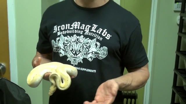 Ball Python Baby Bananas: Genetics 101 смотреть онлайн