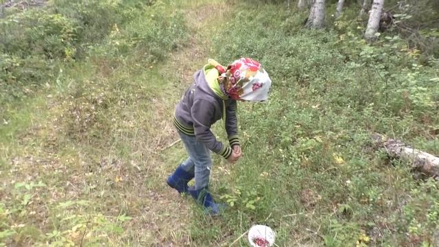 СОБИРАЕМ В ТАЙГЕ ВСЁ ЧТО ВЫРОСЛО / ВСЕЙ СЕМЬЁЙ ЗАПАСАЕМСЯ ДАРАМИ ПРИРОДЫ / СБОР ЧЕРНИКИ И ГРИБОВ. смотреть онлайн