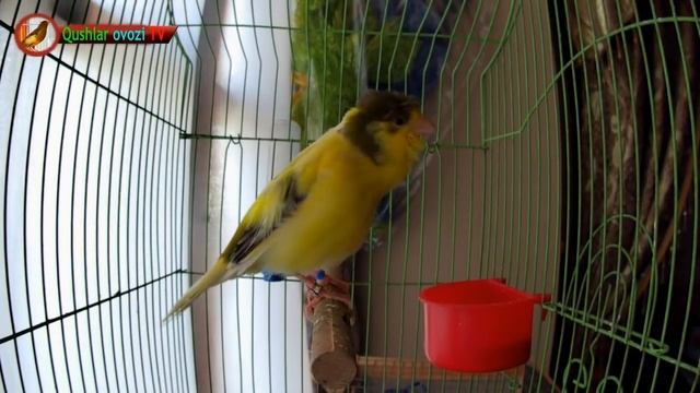 For training Canary singing (Russian singer canary singing) Original Song. Для обучения канареек смотреть онлайн