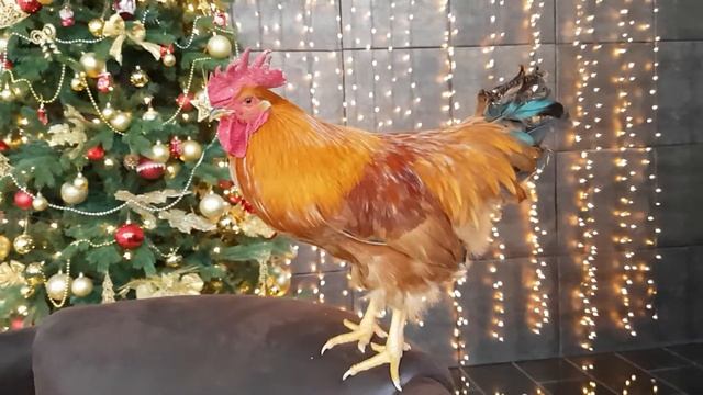 Петух по имени Борщ. Петух в аренду. Петух на новый год. смотреть онлайн