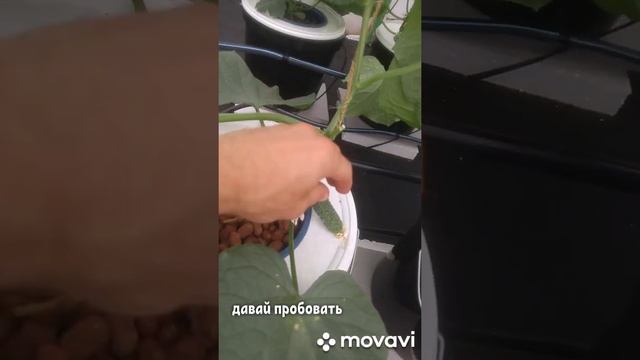 Гидропонная система BIGMIX метод RDWC.Выращивание огурца+удобрения от Minona смотреть онлайн