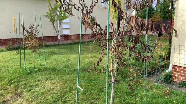 КАК БЫСТРО СОБРАТЬ ЛИСТВУ НА УЧАСТКЕ \ Бесплатное удобрение для огорода \ Грабли GARDENA смотреть онлайн