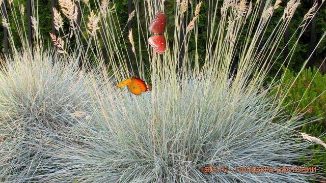 Мискантус китайский Якашима Двоф ? обзор: как сажать, саженцы мискантуса Якашима Двоф смотреть онлайн