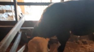 Забой быка Герефорд возрост год и 3м. 250кг мясом