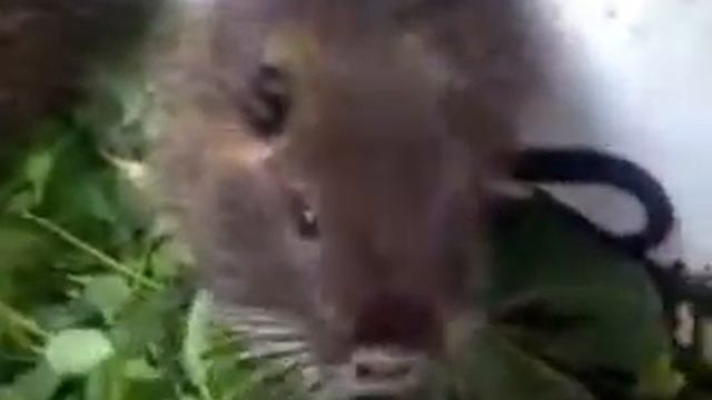 Маленькие нутрии, крысы, бобры Small nutria, rats, beavers смотреть онлайн