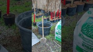 Перевалка магнолии "Black Tulip"