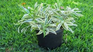 Какие комнатные цветы можно выносить на улицу летом