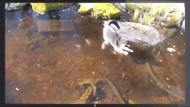 как кот ловит рыбу из пруда. as a cat catches fish from a pond. смотреть онлайн