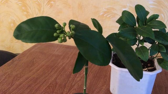 Когда зацветают прививки у цитрусовых. Цветение у лимонов. Деревенские Будни / Life in the village смотреть онлайн