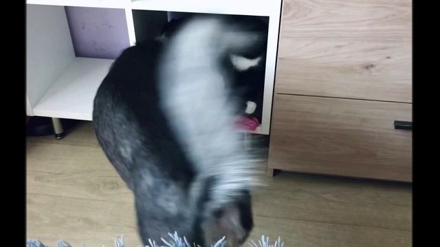 Хаски и кошка ? Кому достанется стеллаж ? смотреть онлайн