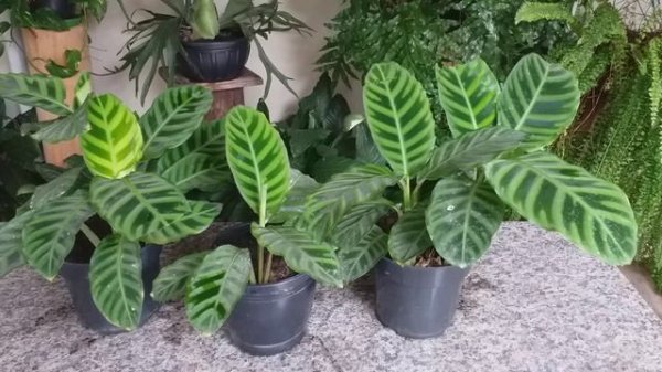 Maranta _ Zebra (Zebrina)Dicas De Cultivo!!