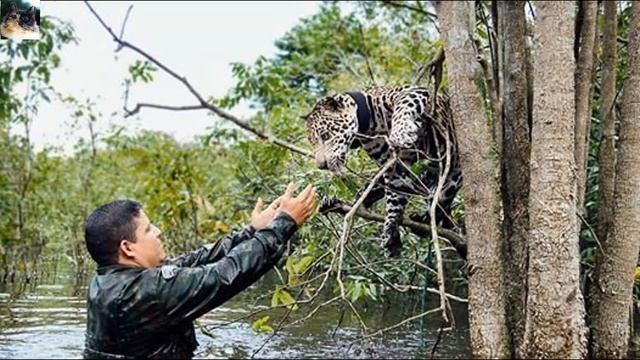 Люди вытащили из воды тонущего ягуара! А дальше началось нечто невероятное! смотреть онлайн