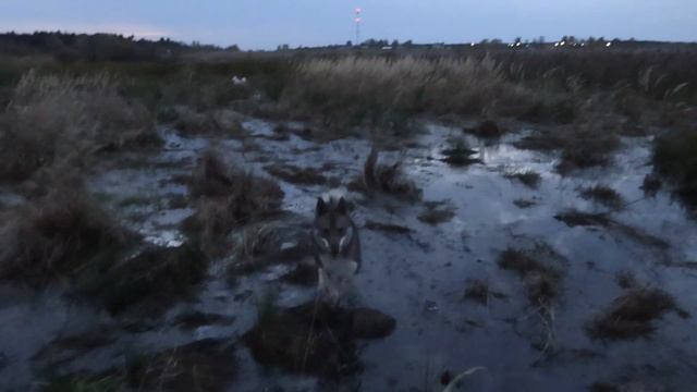 С Златой и Каюром на болоте смотреть онлайн