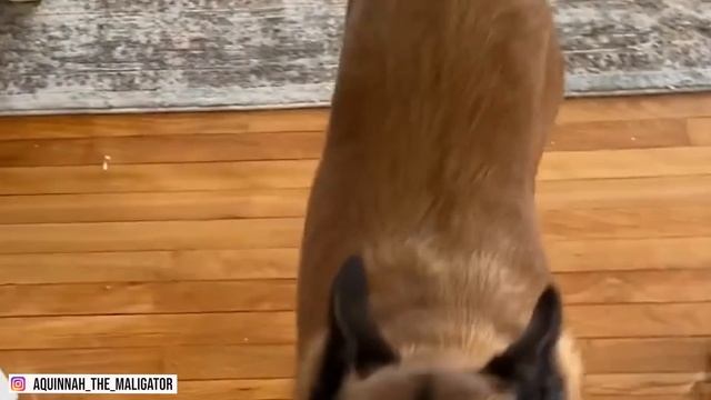 8 Things You Must Never Do to Your Belgian Malinois смотреть онлайн