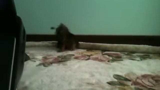 СУПЕР МИНИ Йоркширский терьер смотреть онлайн