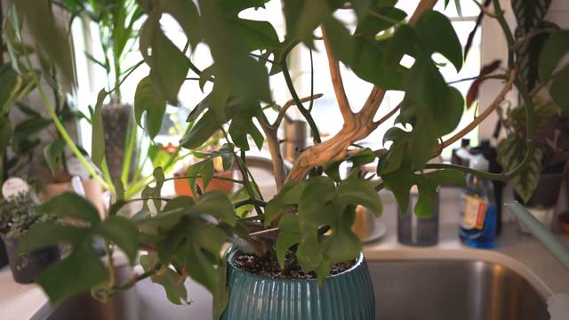 Rhaphidophora Tetrasperma : Care Guide