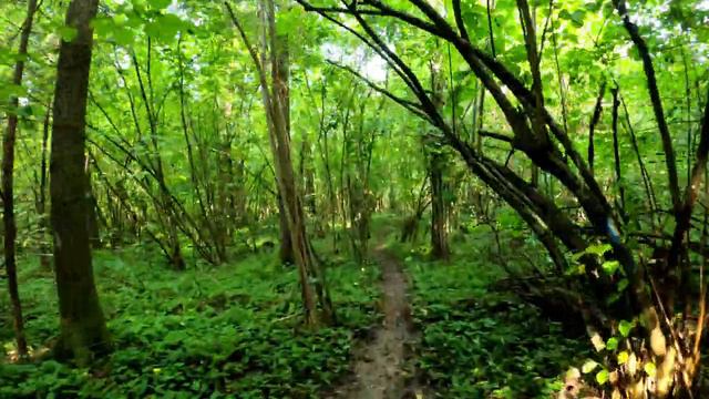 Дорога в Лавру Мураново - Храм Никиты 4K Road To Lavra Muranovo - Khram Nikity