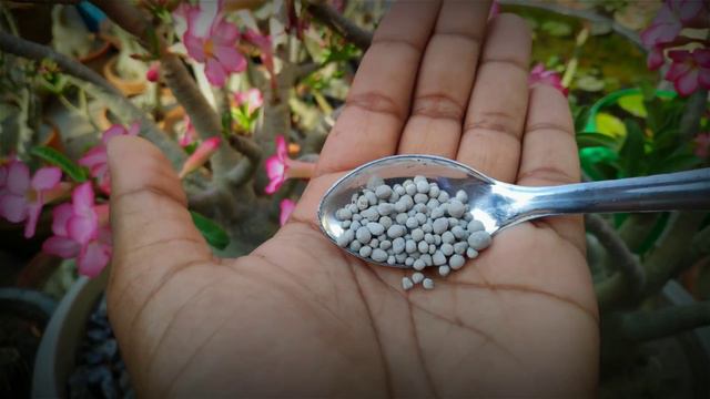 How to get more flowers on Adenium plant || Flowering booster for Adenium смотреть онлайн