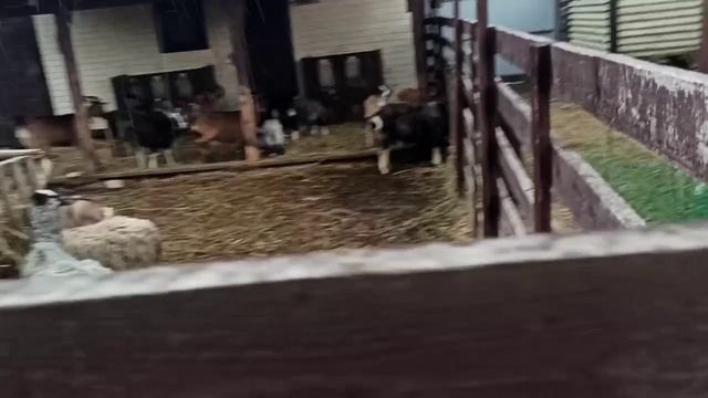 Рус токсикодендрон 2. Стресс у коз после продажи. смотреть онлайн