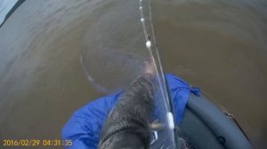 Рыбалка сплавной сетью на сома, большой сом пойман,  Рыбалка сетями на Амуре с Fisherman DV. 27 RUS