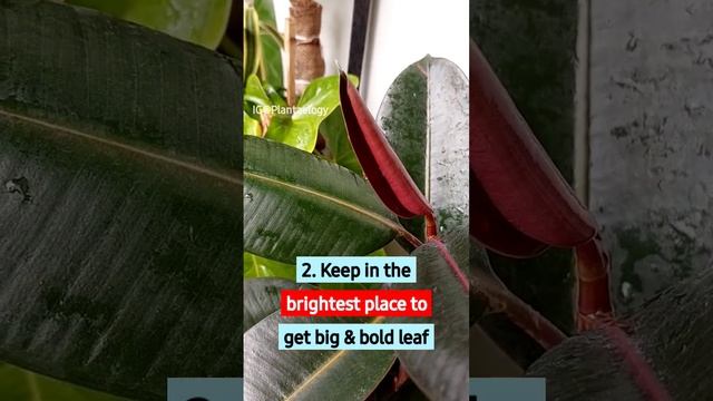 Top 3 Rubber Plant Care Tips for Larger Plant! смотреть онлайн