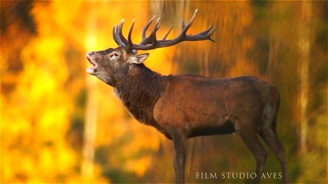 Изучаем диких животные. Лесные животные для детей смотреть онлайн