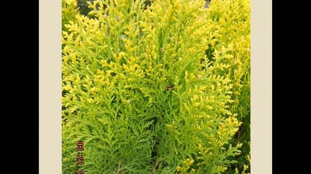 ТУЯ (THUJA) сем. Кипарисовые смотреть онлайн