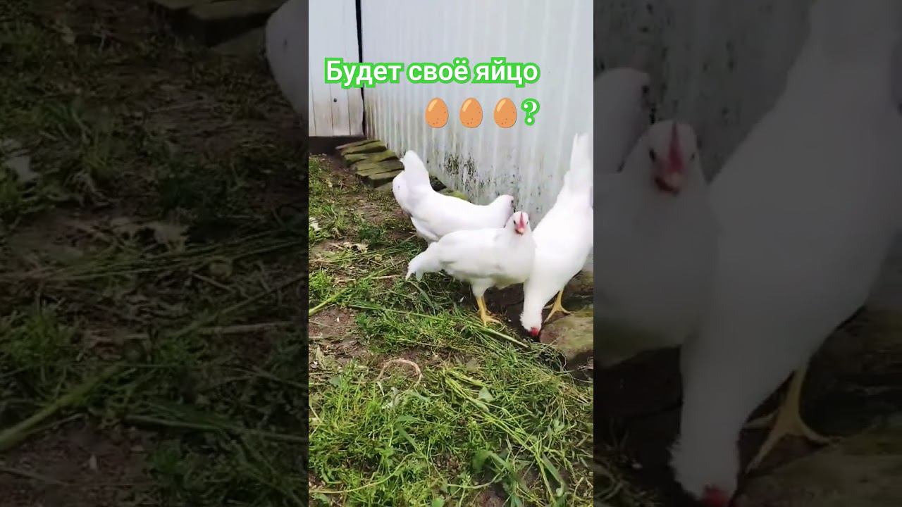 #домашняя птица #garden #nature #дом смотреть онлайн