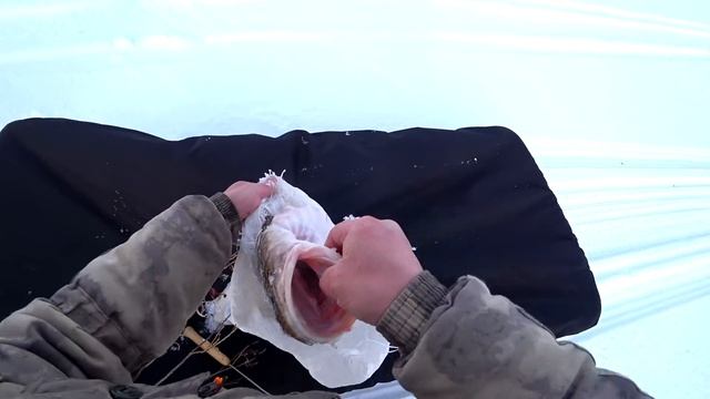 РЫБАЛКА НА ТРОФЕЙНОГО НАЛИМА / ЛУЧШАЯ СНАСТЬ НА НАЛИМА смотреть онлайн