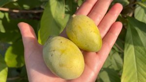 Азимина / Северный банан. В саду, осень 2022г ?