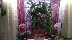 Стефанотис ( мадагаскарский жасмин). Посадка, уход, содержание.