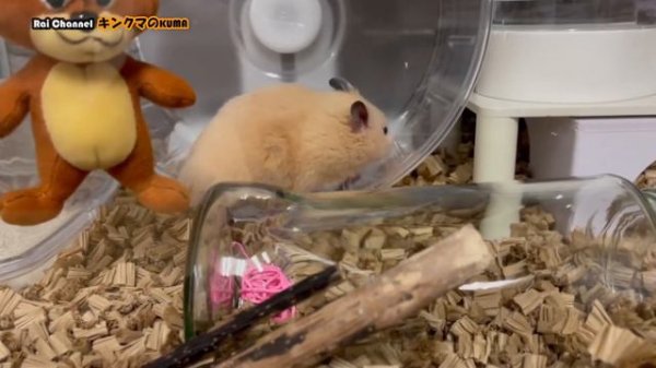 ハムスターフンを飛ばす第二弾【ハムスターの日常観察】ハムスター背伸び