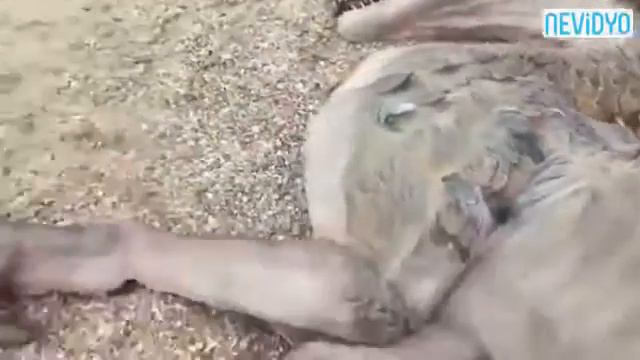 Шок! Реальный дракон. Real dragon!!! смотреть онлайн